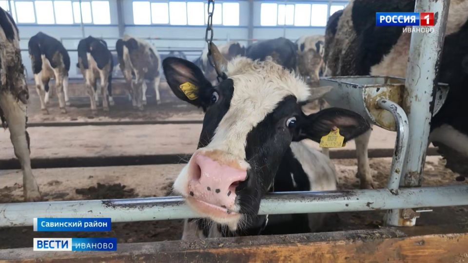Ивановская область входит в топ-10 в центральной России по индексу производства продукции животноводства