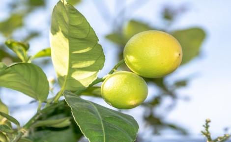 ���-6 ��������� ������� �� ��������������� ������������� ������