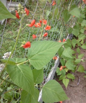 ������������ ������: ������� ��������� ����������� � ���������� � ����