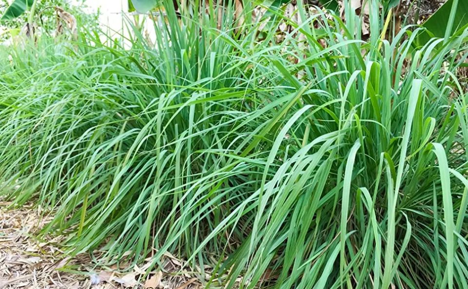 ������� ������ �������: 5 ��������-�����������, ������� ����� ���������