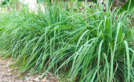 ������� ������ �������: 5 ��������-�����������, ������� ����� ���������