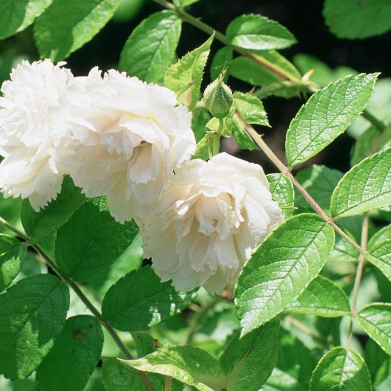 ���� ������ ����� ����� �������� �������� ������: ��� ������������ ������������ ������