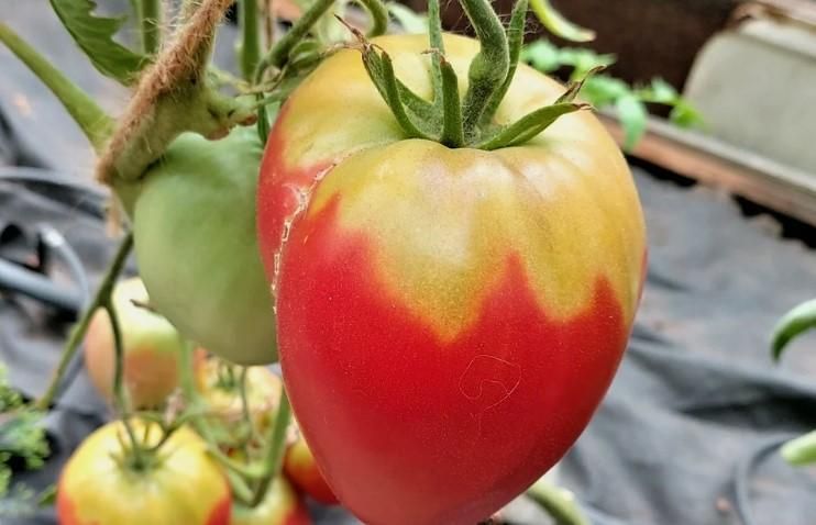 ������ �� ��������� ���������� ������ �������: ���� �������