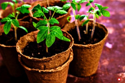 ����������� ������� ��������� ����������� ������� ���������