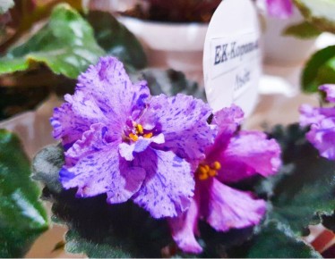 ��� ������������� ������: �������� ��������� ���� ��� ����������� � �����