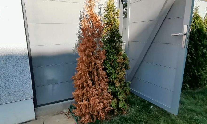 Что нужно знать о покупке хвойных растений в сентябре, чтобы избежать потерь зимой