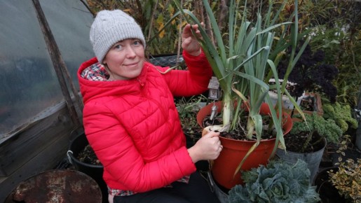 Креативные подходы к выращиванию моркови и лука в контейнерах