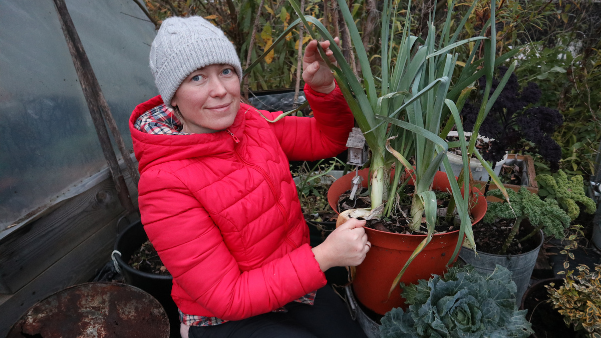 Креативные подходы к выращиванию моркови и лука в контейнерах