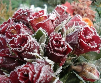 Зимнее укрытие роз: как сохранить красоту и здоровье ваших питомцев