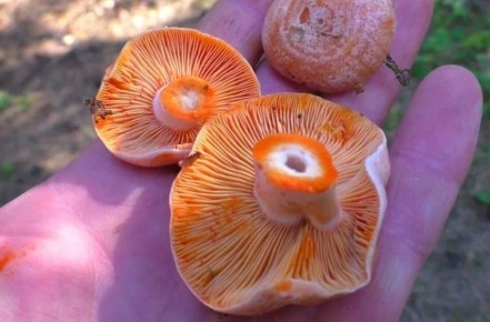 ������: ������ ����, ������� ����� ���� ������