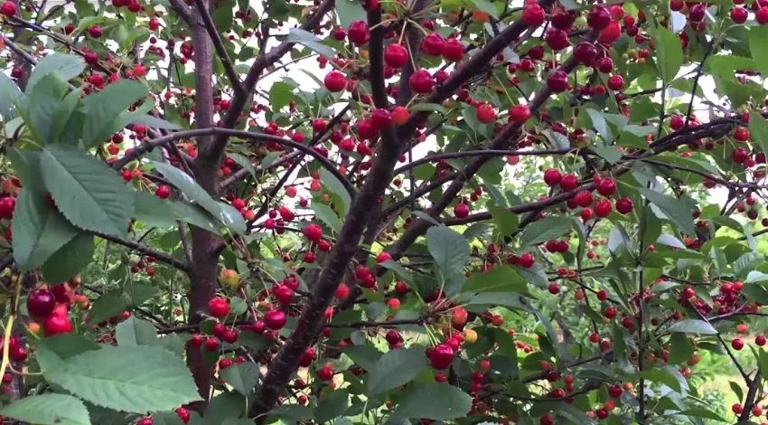 ���������� ������� �����: ������� ��������� ������