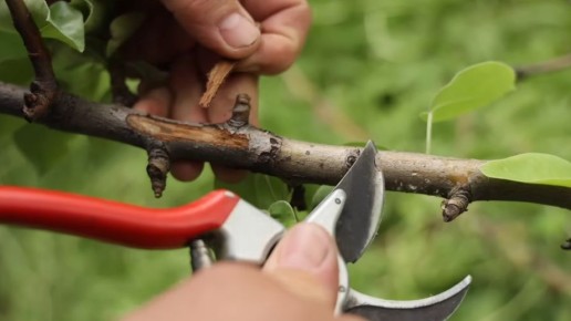 Критическая ошибка осеннего ухода за саженцами: как азотные удобрения могут погубить ваши растения