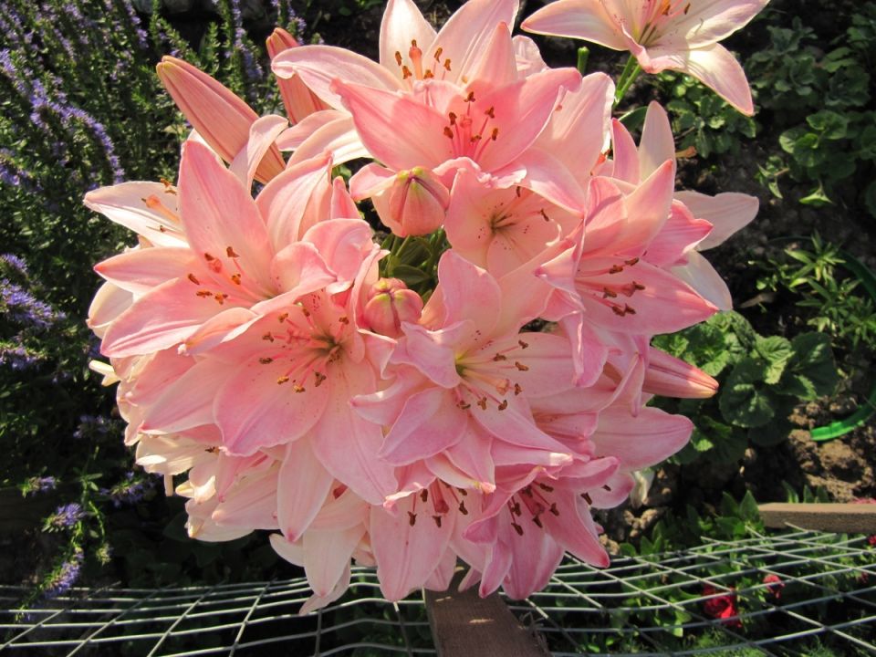 ����� '������': ������� ��������� � ������������ ������� ���������� ��������