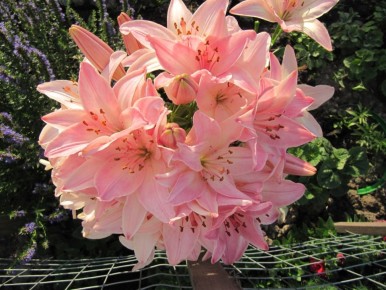 Лилия 'Марлен': загадка фасциации и таинственные причины необычного цветения