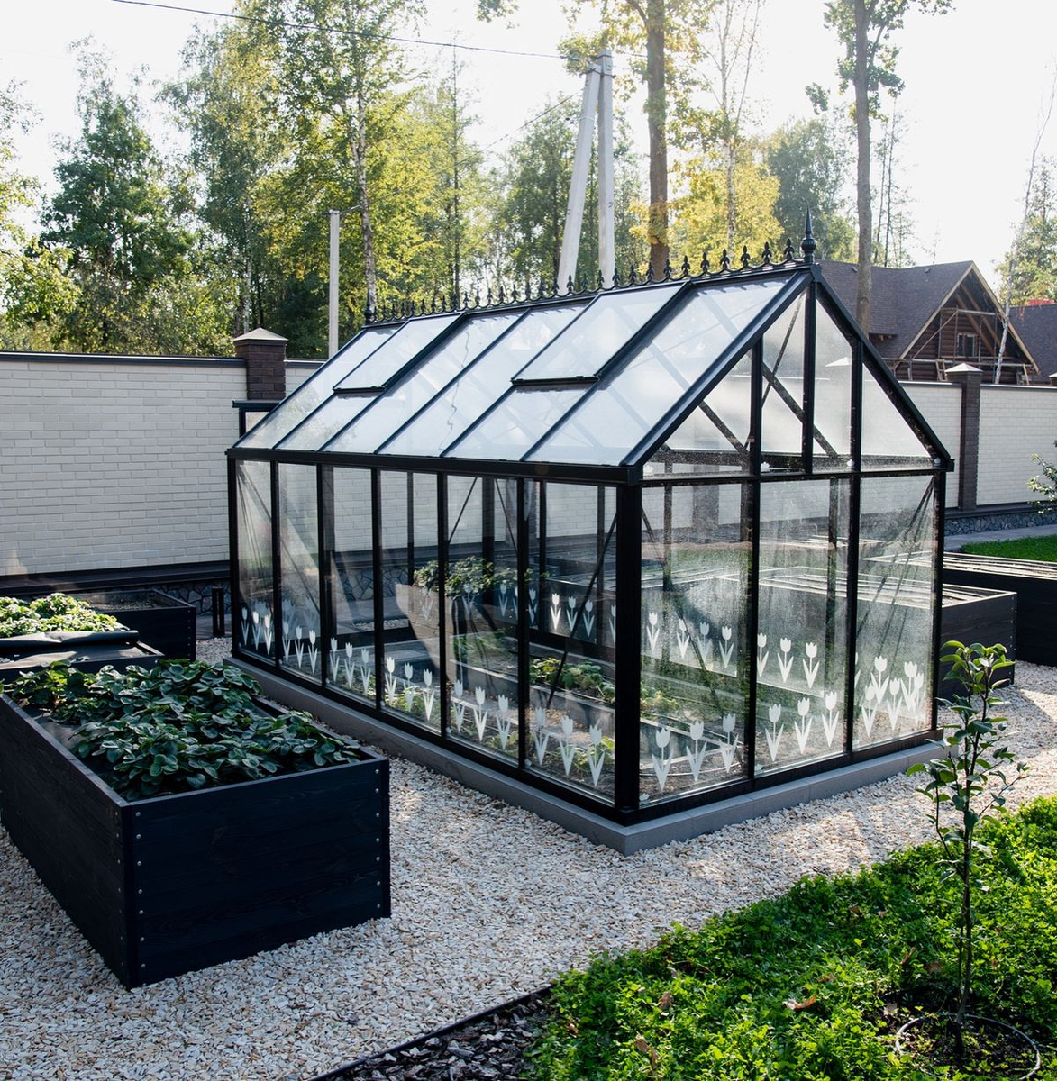 Тля и белокрылка: как справиться с угрозой для растений