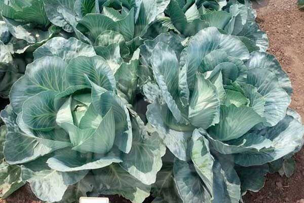 ������� �������: ������� ��������� ������ � ���������� ����������� �����