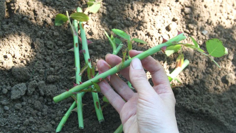 ��� ����� ��������� ����: ������� ������ ������