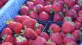 Производство ягод в Ивановской области выросло почти на 15%