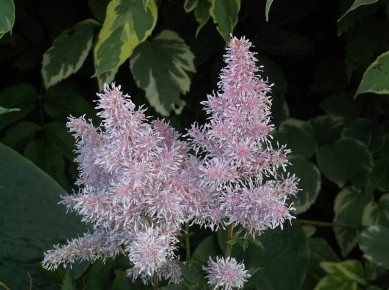 ������� �������� �� ����