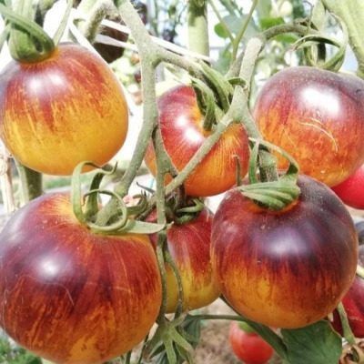 ������������ ����� "��������� �������": ��� ��������� ������� ��� ���� ������ � ������