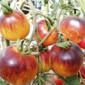 ������������ ����� "��������� �������": ��� ��������� ������� ��� ���� ������ � ������