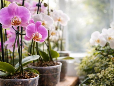 ������ ������� ��������� ���������� �������� �������