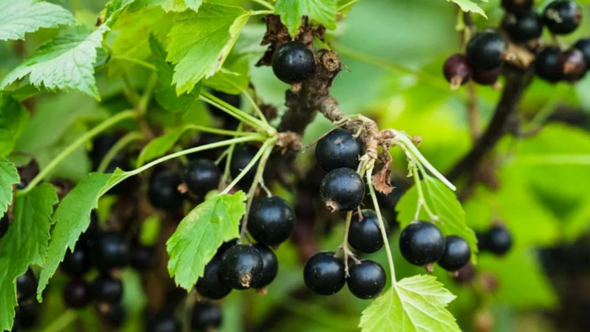 Пять шагов к великолепному урожаю смородины на следующий год