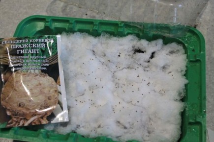 ������� ������ ����� �� ����: ��� ������� � ��� ������� ���������