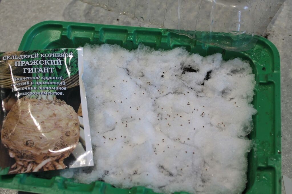 Секреты посева семян на снег: что выбрать и как сделать правильно