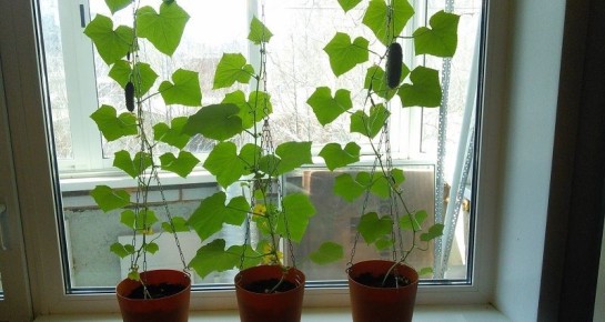 ��� ��������� ������ �� ����������� ����� ��� ������ ������