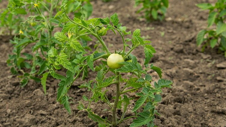 ������ ����� �������, ������� ����������� ���� ���������