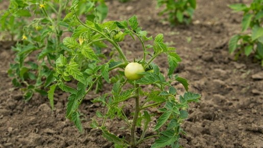 Четыре сорта томатов, которые подтвердили свою стойкость