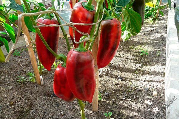 ��� ��������� �� ���� ������� ����� ��������� ����?