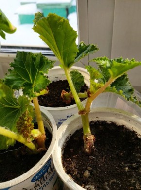 Как правильно укоренять черенки клубневой бегонии в зимний период