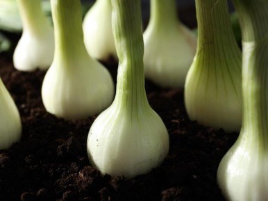 ���������� ����� ����: ����� �������� ����� �������� �� �������������� ������