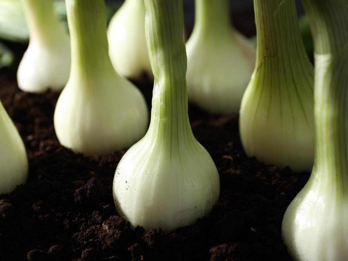 Плодородие после лука: какие культуры стоит посадить на освободившейся грядке