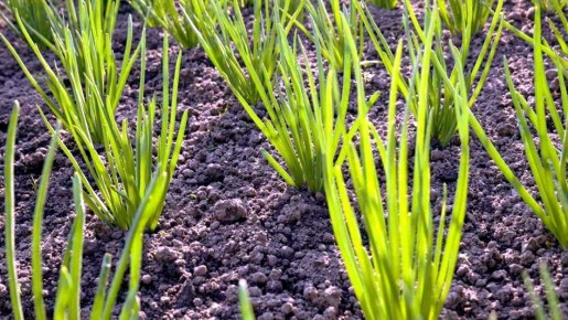 ����������� ������ ������ � ������� ����� ��� ������ ������