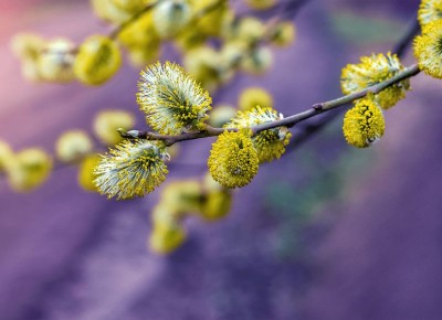 Как вырастить вербу к Пасхе: советы и рекомендации