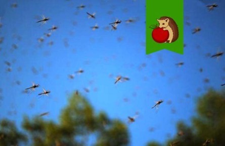 ����������� ��������� �� �������: ������ � ����������