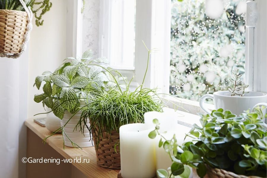 �������� ���������� �����: 7 �������� ��� ���� � �������