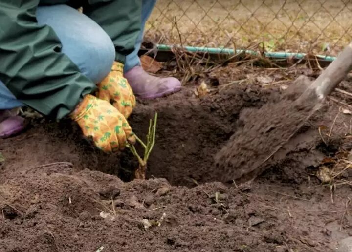 Как использовать лунный календарь для садово-огородных работ с 4 по 10 апреля