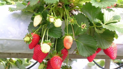 Когда и как правильно пересаживать клубнику