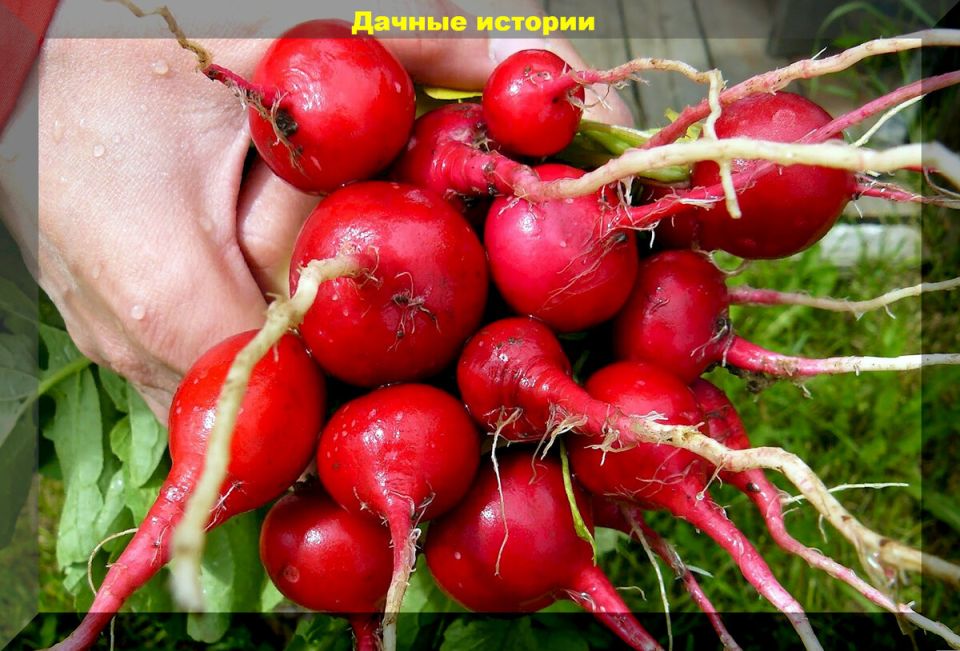 Первый вкус весны: выбираем поздние и ранние сорта редиса для здорового урожая