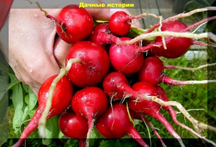 ������ ���� �����: �������� ������� � ������ ����� ������ ��� ��������� ������