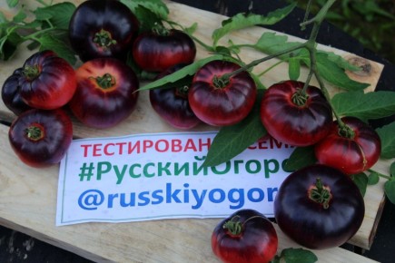 Томат, который покорил сердца: опыт выращивания 'Лазурного гиганта' F1