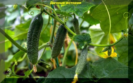 ��� ��������� ������ �� ���������� ������ ��� ������ ������