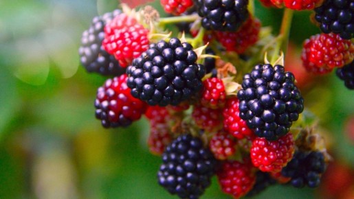 Как выбрать сорт ежевики: советы для вашего региона