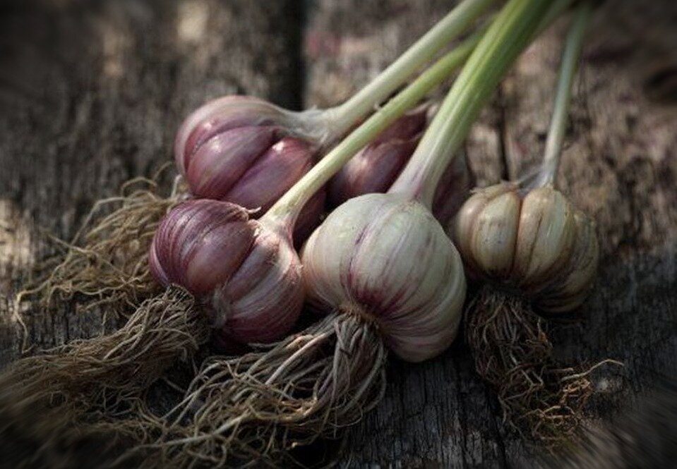 Когда пора выкапывать чеснок: четыре верных признака
