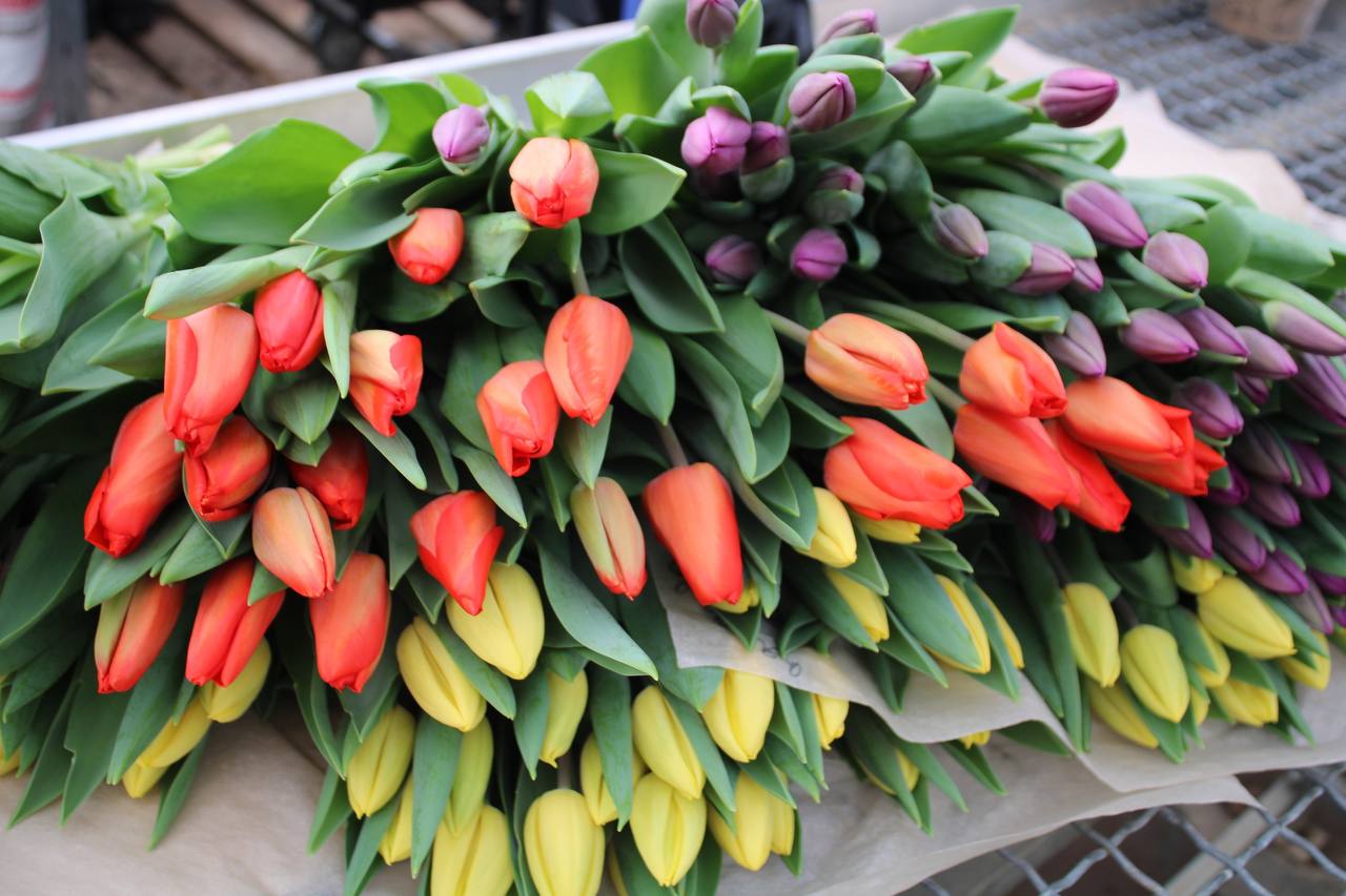 В фермерском хозяйстве в Лежневском районе вырастили 60 тысяч тюльпанов к 8 Марта В фермерском хозяйстве в Лежневском районе вырастили 60 тысяч тюльпанов к 8 Марта