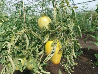 ������ ������������ ������ ������� � ��� ������ ������